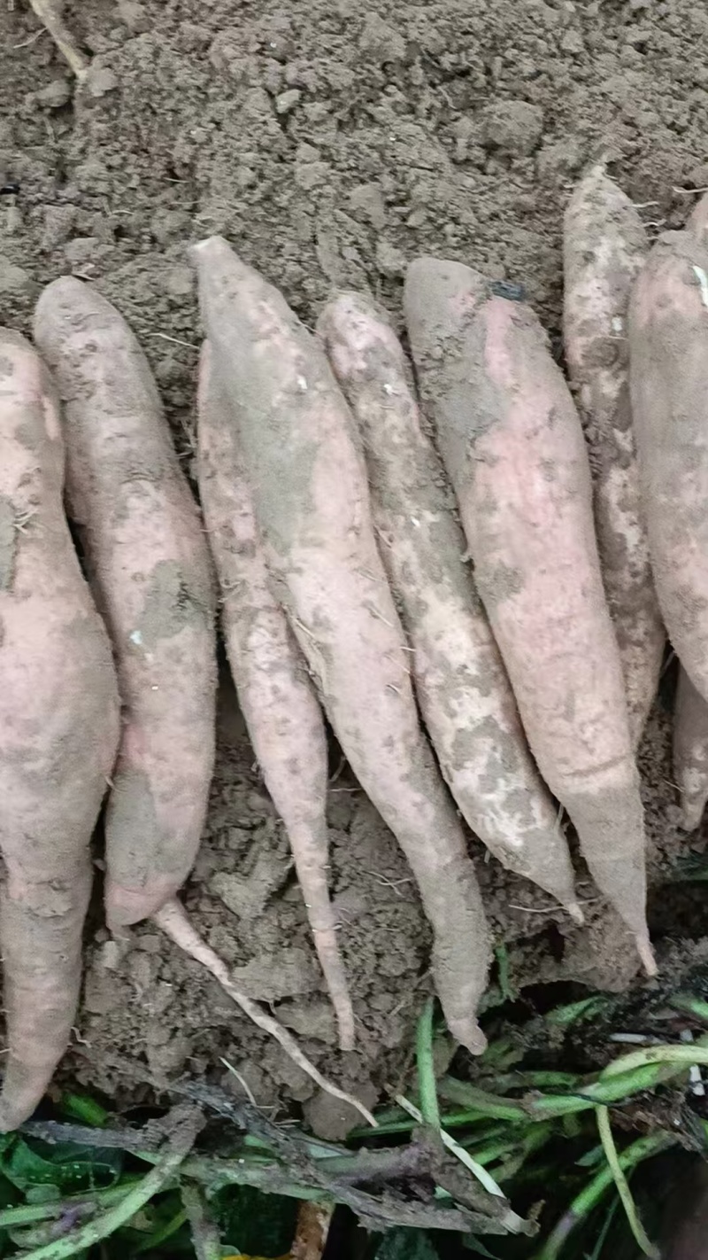 推荐红薯哈密红薯蜜薯基地直供一手货源量大从优全国发