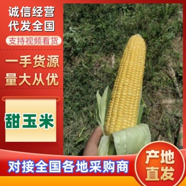 甜玉米水果玉米全国可发货量大从优可视频看货