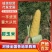 甜玉米水果玉米全国可发货量大从优可视频看货