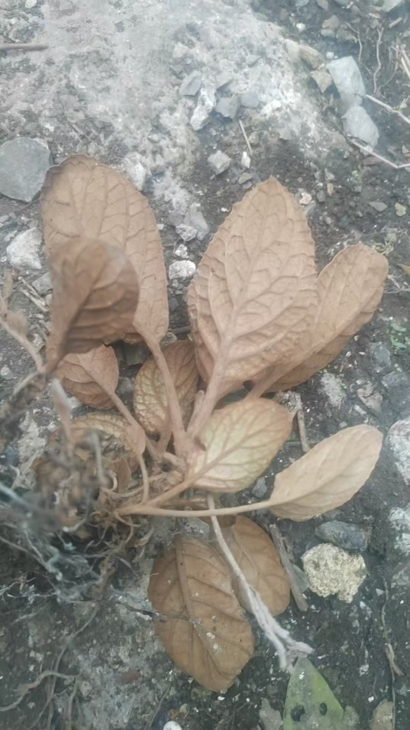 软肝草（软肝草）产地直发货源稳定大量供应