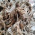 软肝草（软肝草）产地直发货源稳定大量供应