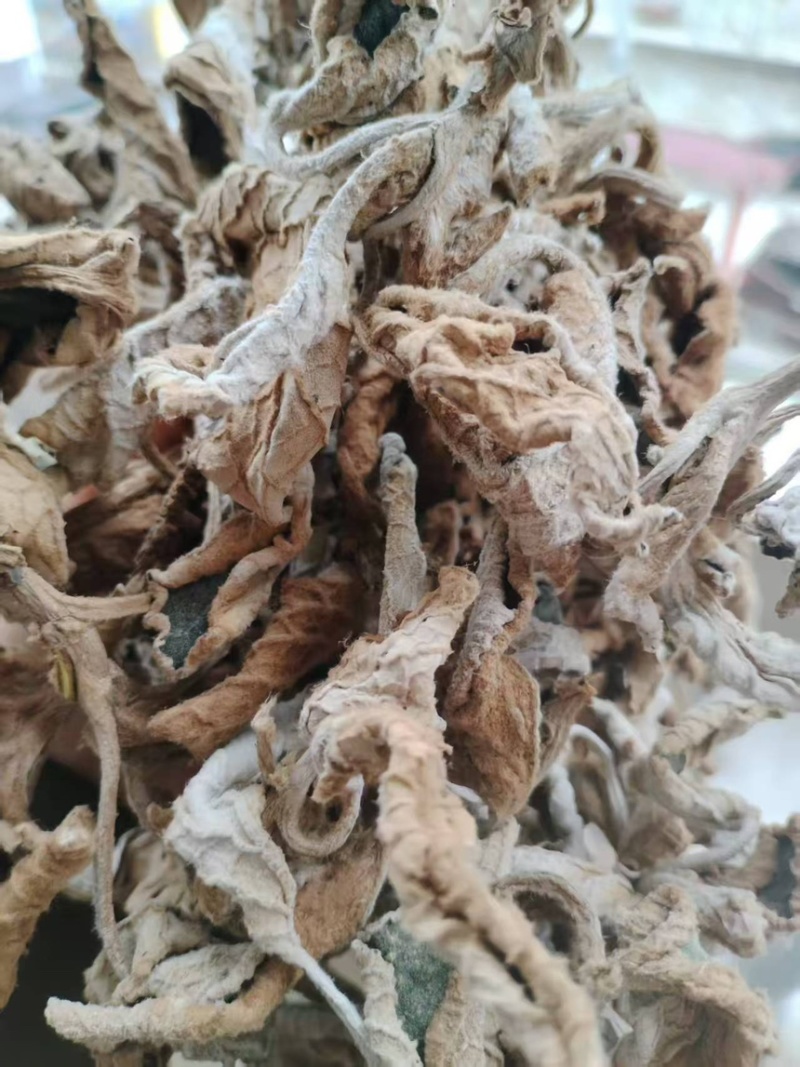 软肝草（软肝草）产地直发货源稳定大量供应