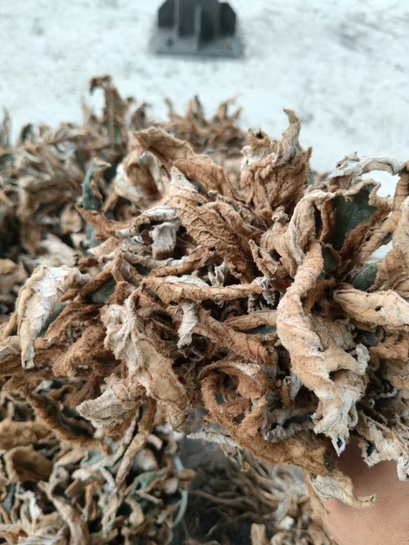 软肝草（软肝草）产地直发货源稳定大量供应