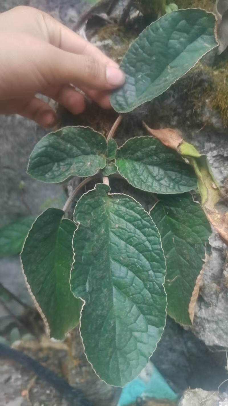 软肝草（软肝草）产地直发货源稳定大量供应
