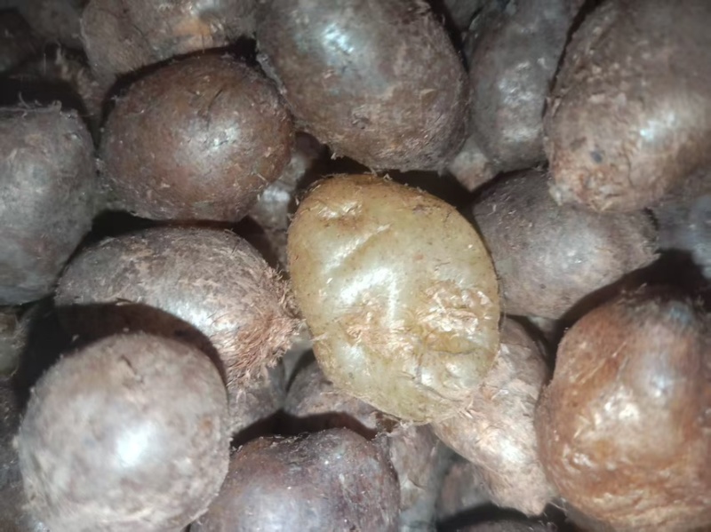 广西白色中药材批发肾蕨果大量现货供应欢迎咨询