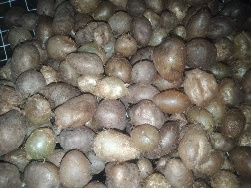 广西白色中药材批发肾蕨果大量现货供应欢迎咨询