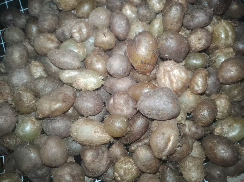 广西白色中药材批发肾蕨果大量现货供应欢迎咨询