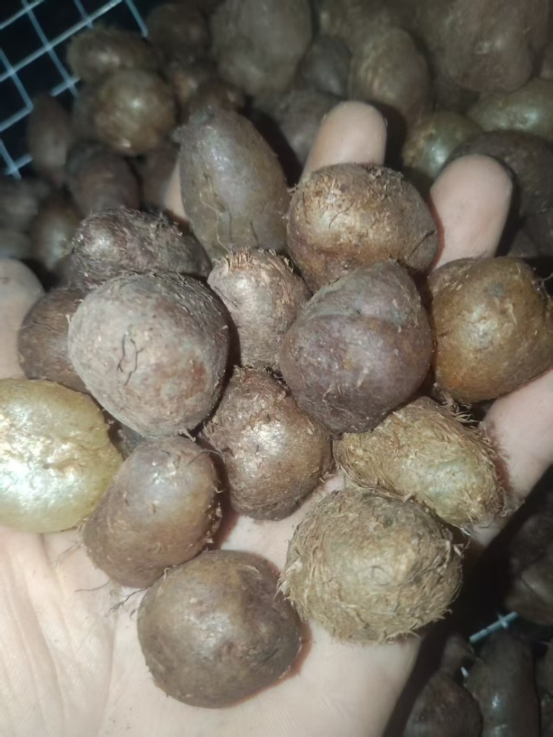 广西白色中药材批发肾蕨果大量现货供应欢迎咨询