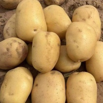 【量大优惠】辽宁绥中土豆沃土品质保障对接全国批发