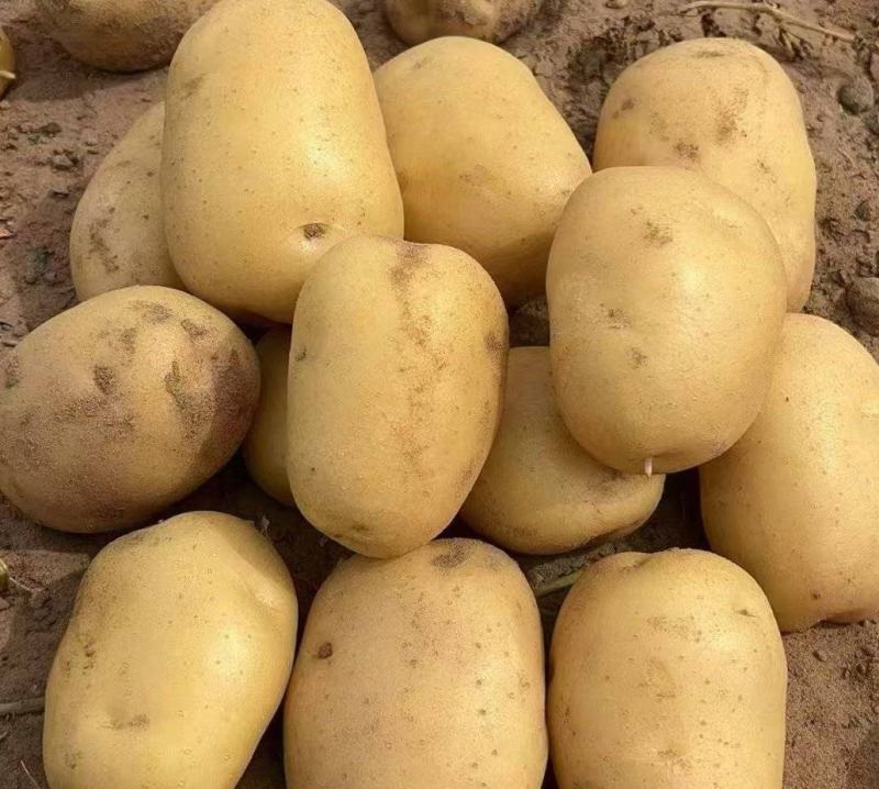 【量大优惠】辽宁绥中土豆沃土品质保障对接全国批发