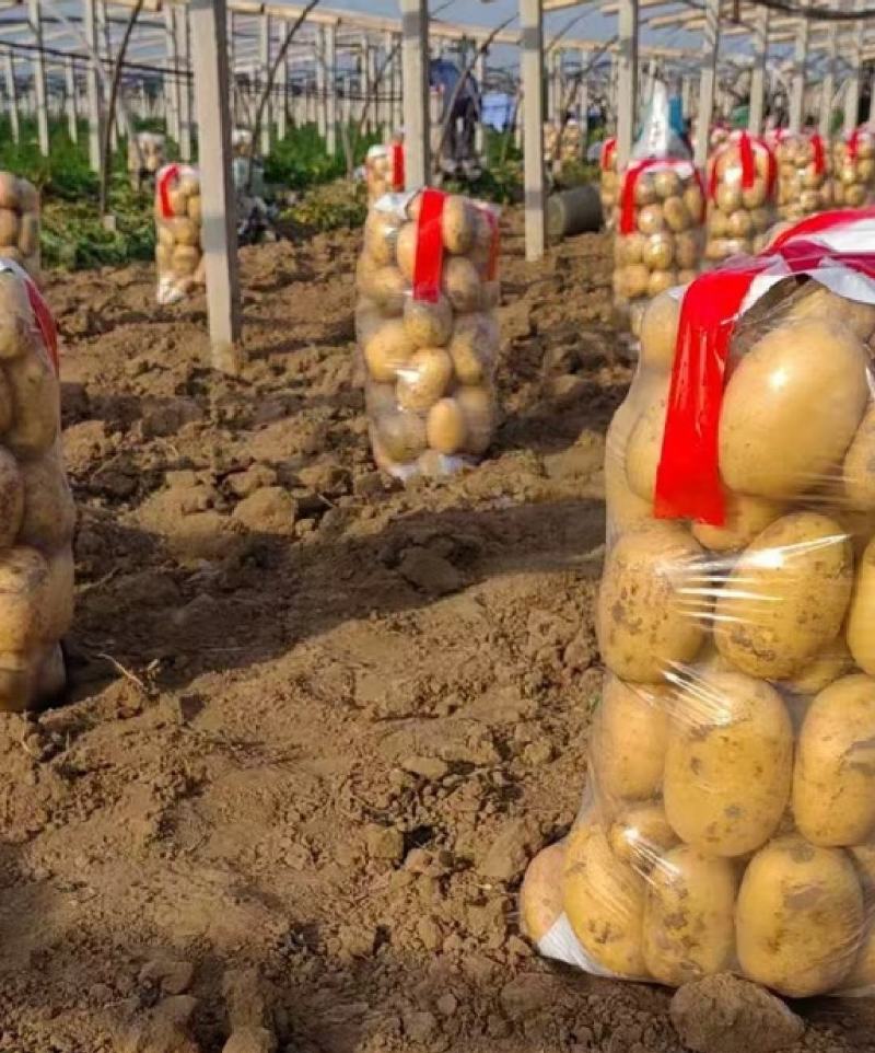 【量大优惠】辽宁绥中土豆沃土品质保障对接全国批发