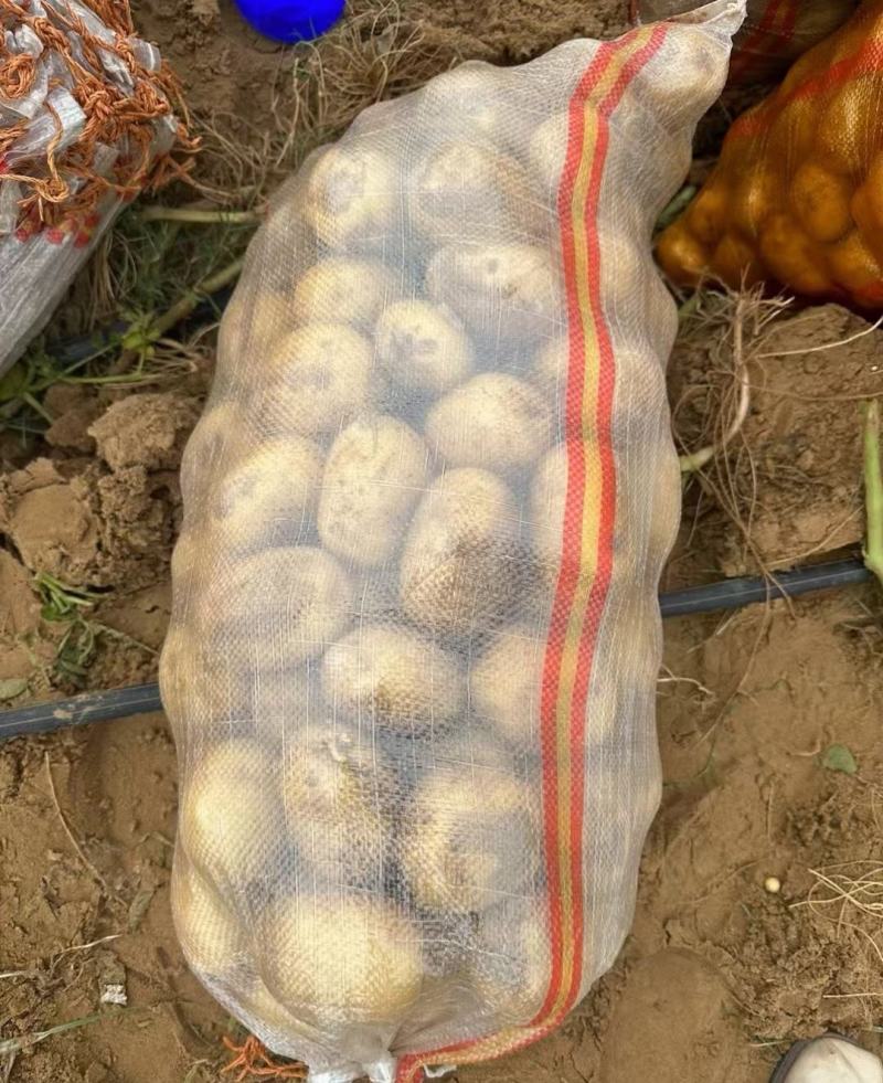 【量大优惠】辽宁绥中土豆沃土品质保障对接全国批发
