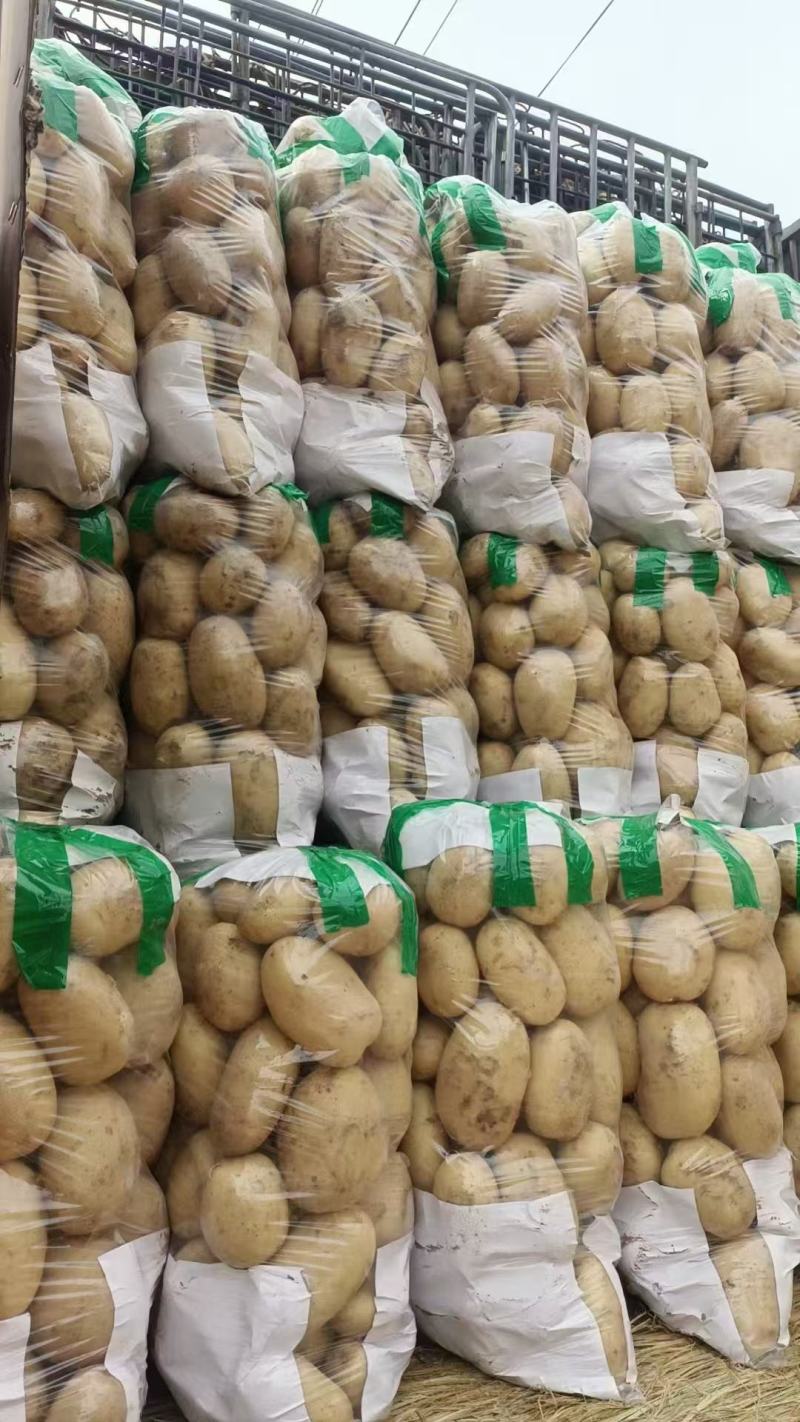 【量大优惠】辽宁绥中土豆沃土品质保障对接全国批发