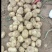 【量大优惠】辽宁绥中土豆沃土品质保障对接全国批发