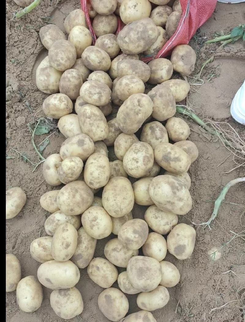 【量大优惠】辽宁绥中土豆沃土品质保障对接全国批发