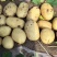 【量大优惠】辽宁绥中土豆沃土品质保障对接全国批发