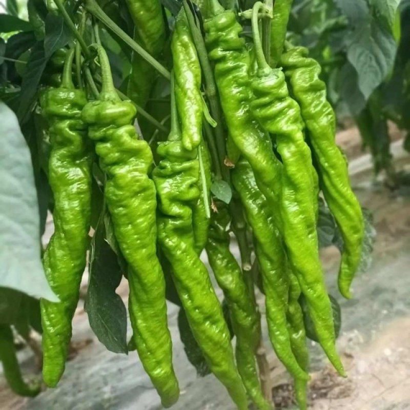 精品螺丝椒