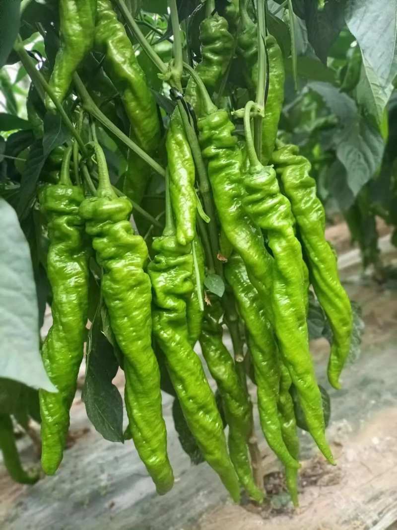 精品螺丝椒
