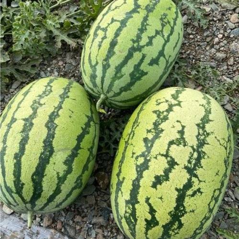 精品金花6号产地直供大量有货，对接超市电商批发市场