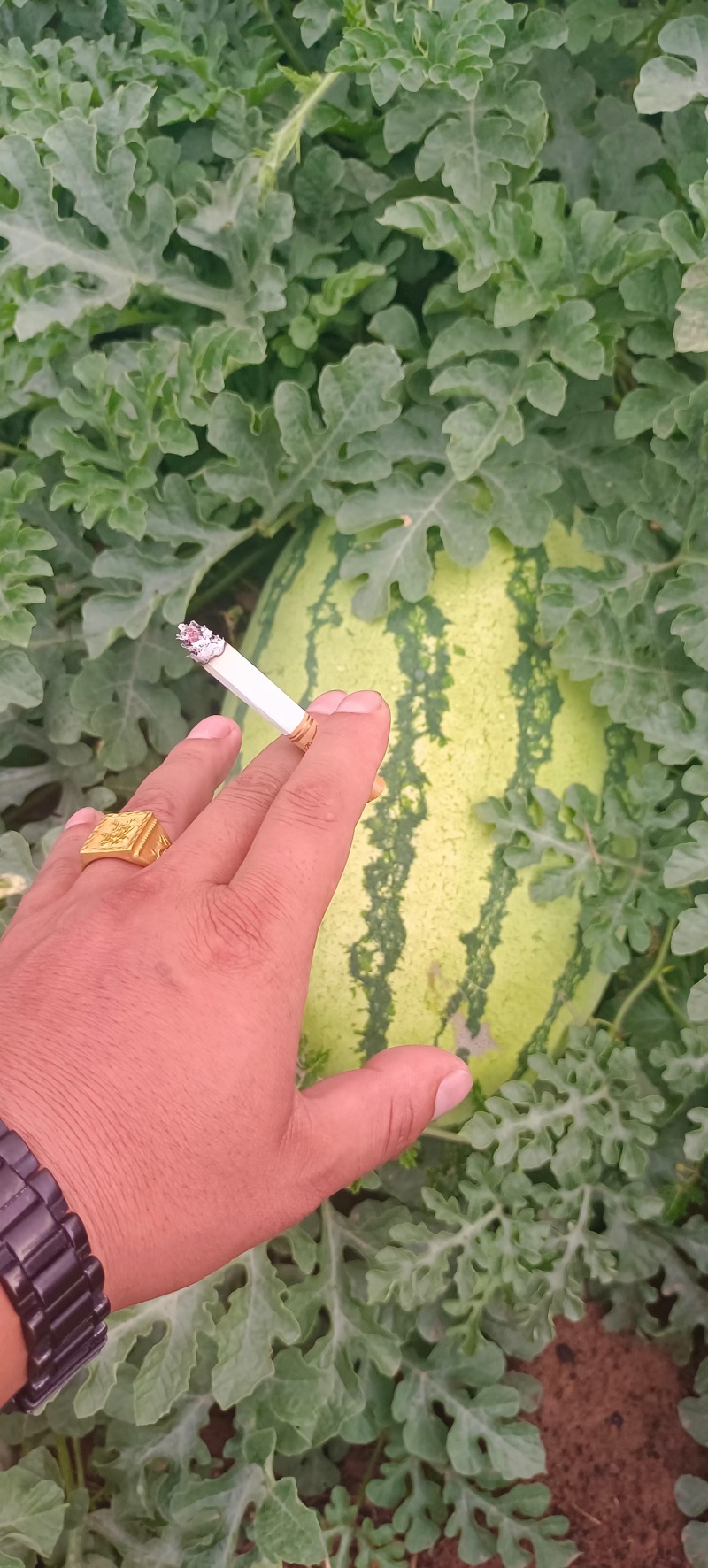 精品金花6号产地直供大量有货，对接超市电商批发市场