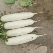 河北白萝卜开干