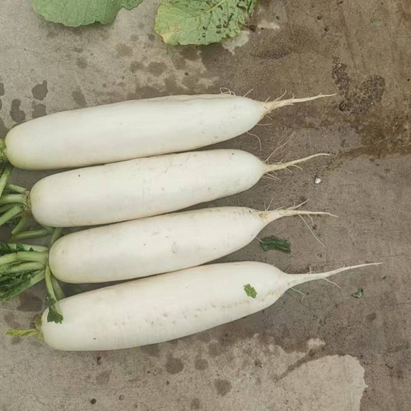 河北白萝卜开干