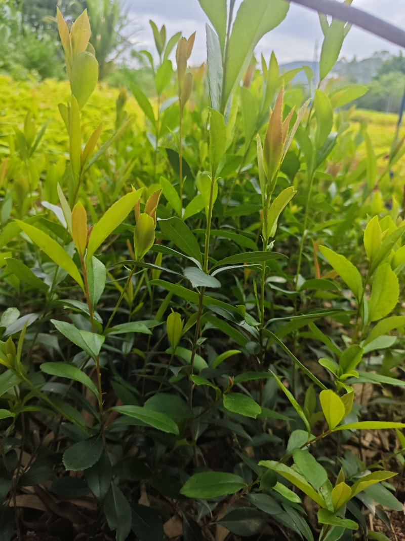 新苗车轮梅上市，欢迎需要的老板小店联系！