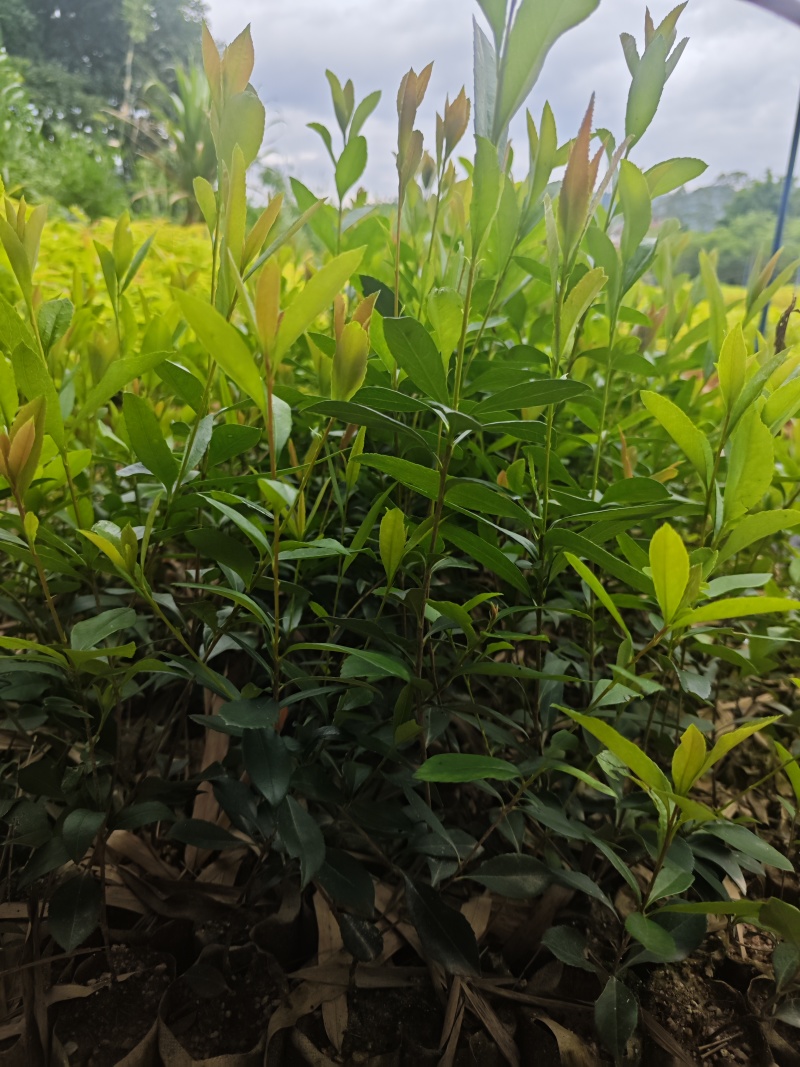 新苗车轮梅上市，欢迎需要的老板小店联系！
