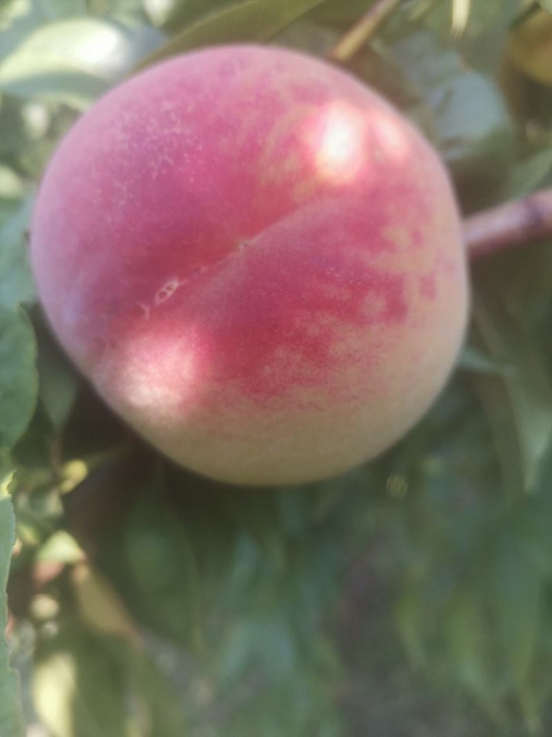 早红不软6月红不软