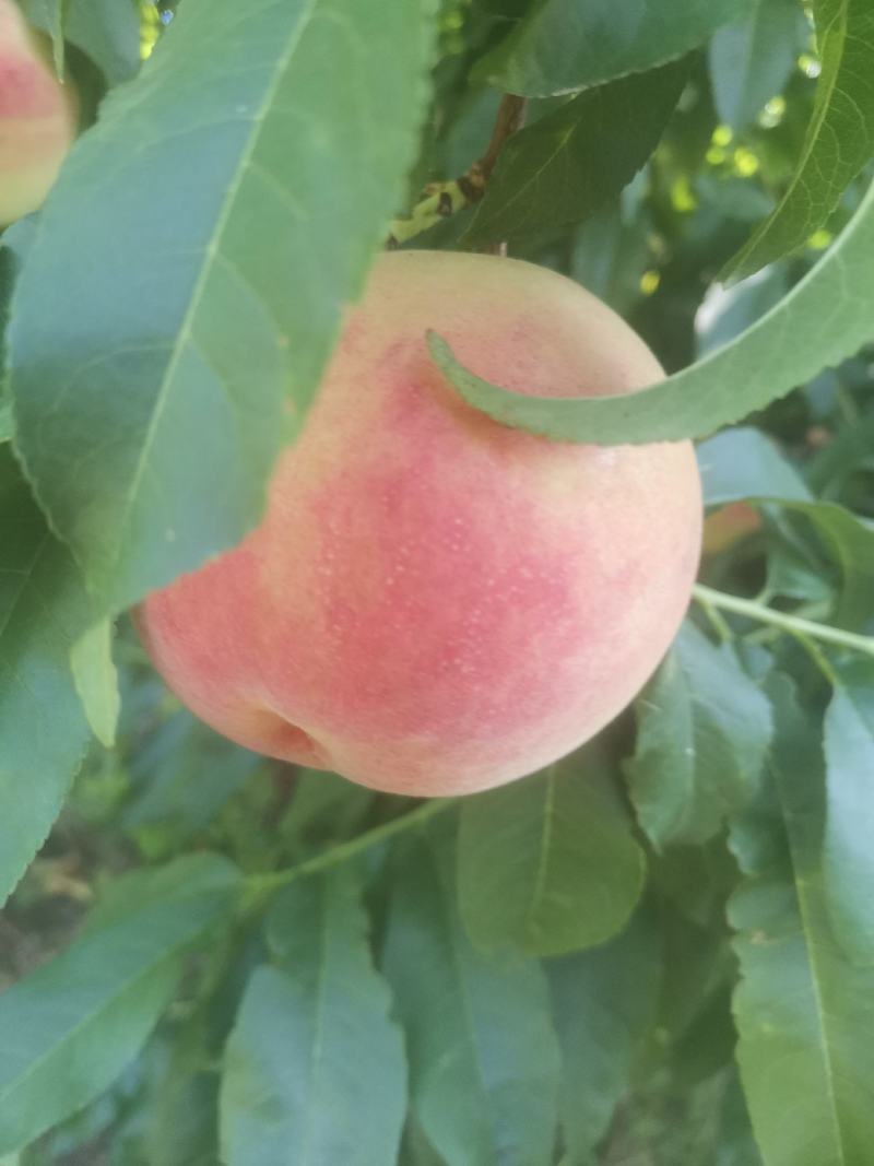 早红不软6月红不软