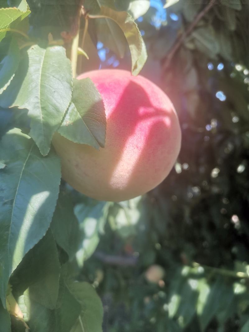 早红不软6月红不软