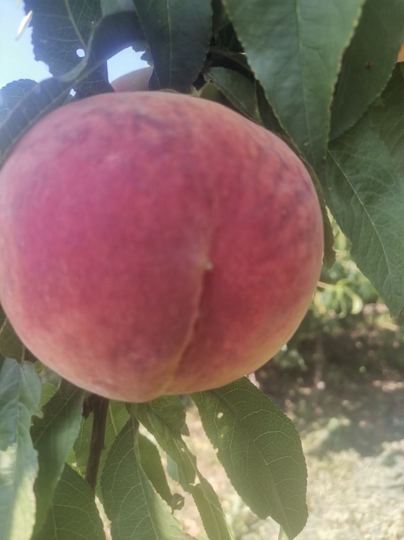早红不软6月红不软