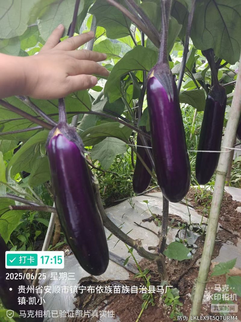 贵州烧烤茄，需要的老板联系我