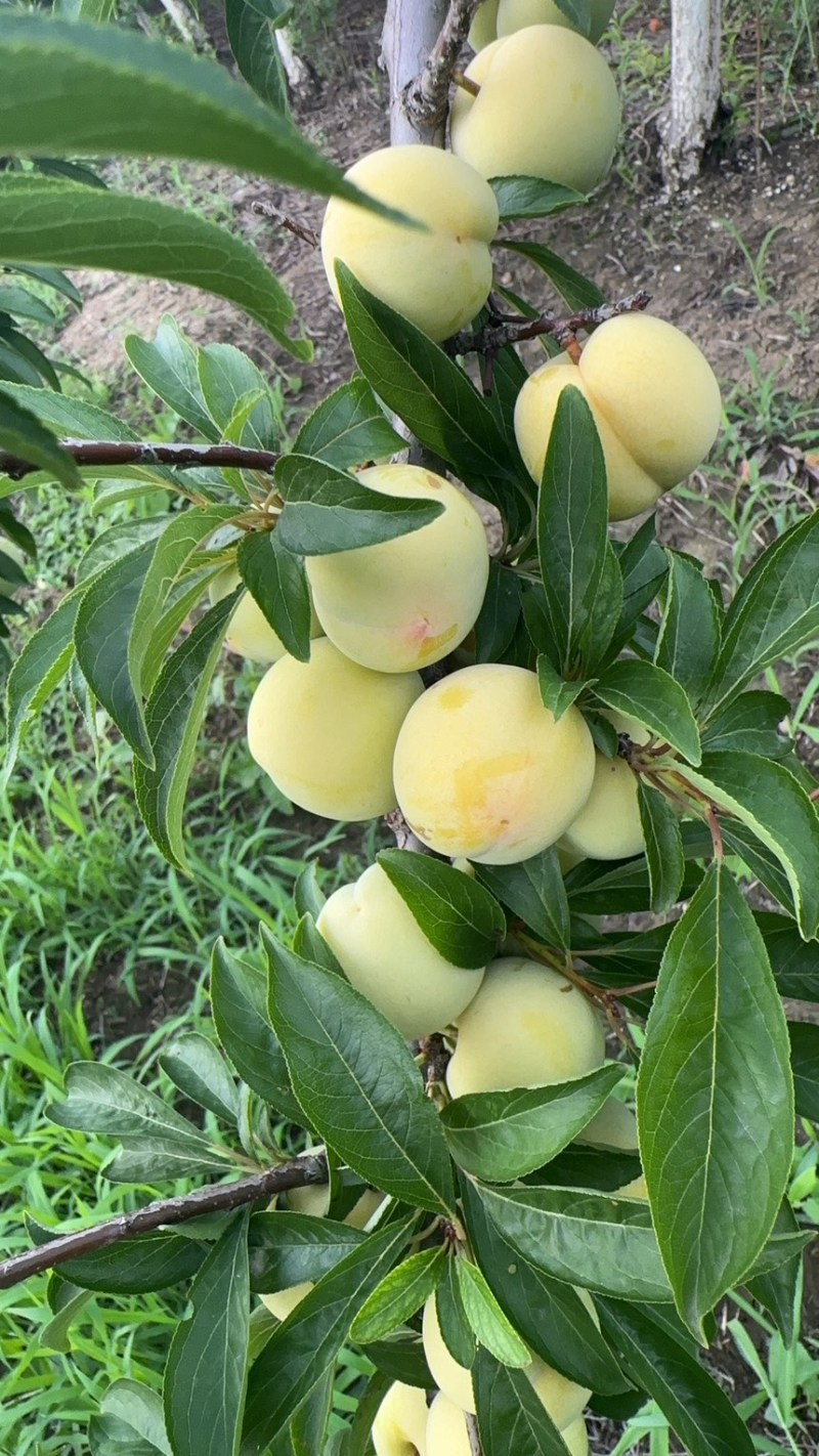 玉皇李，河南玉皇李