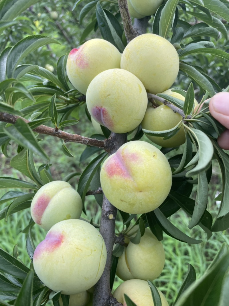 玉皇李，河南玉皇李