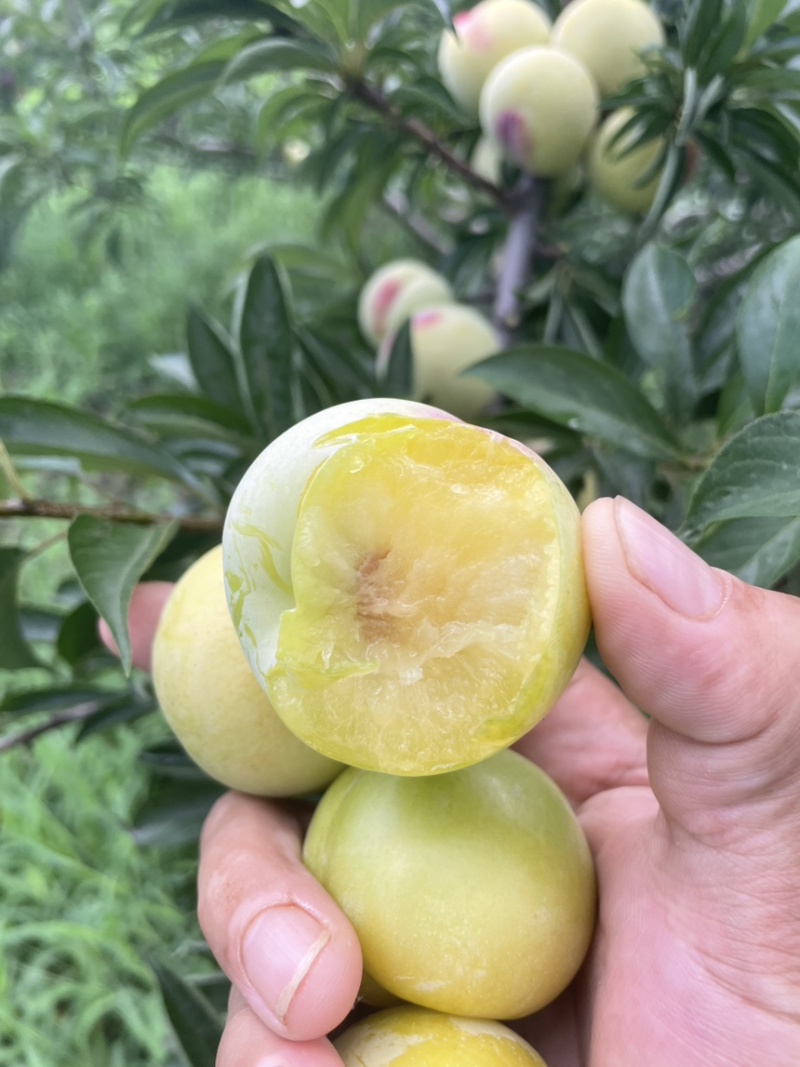 玉皇李，河南玉皇李