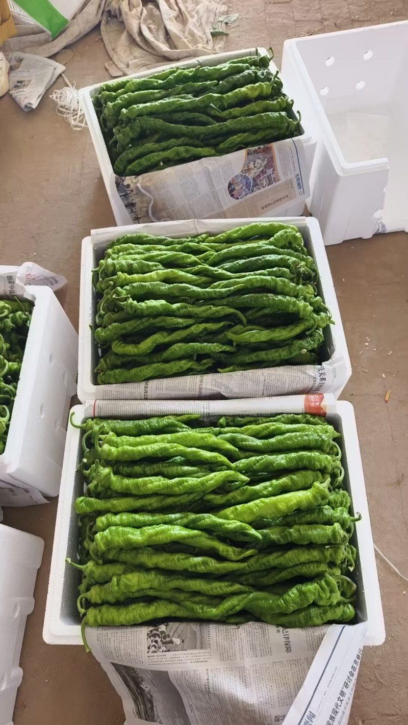 薄皮辣椒螺丝椒