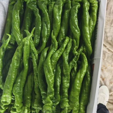 薄皮辣椒螺丝椒
