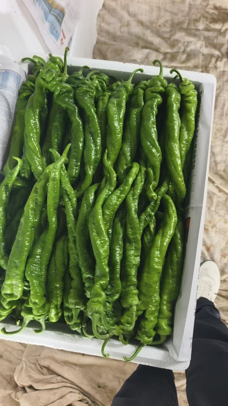 薄皮辣椒螺丝椒