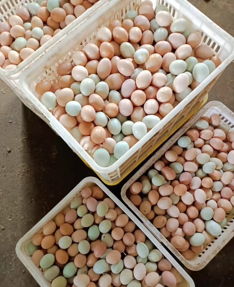 精品土鸡蛋