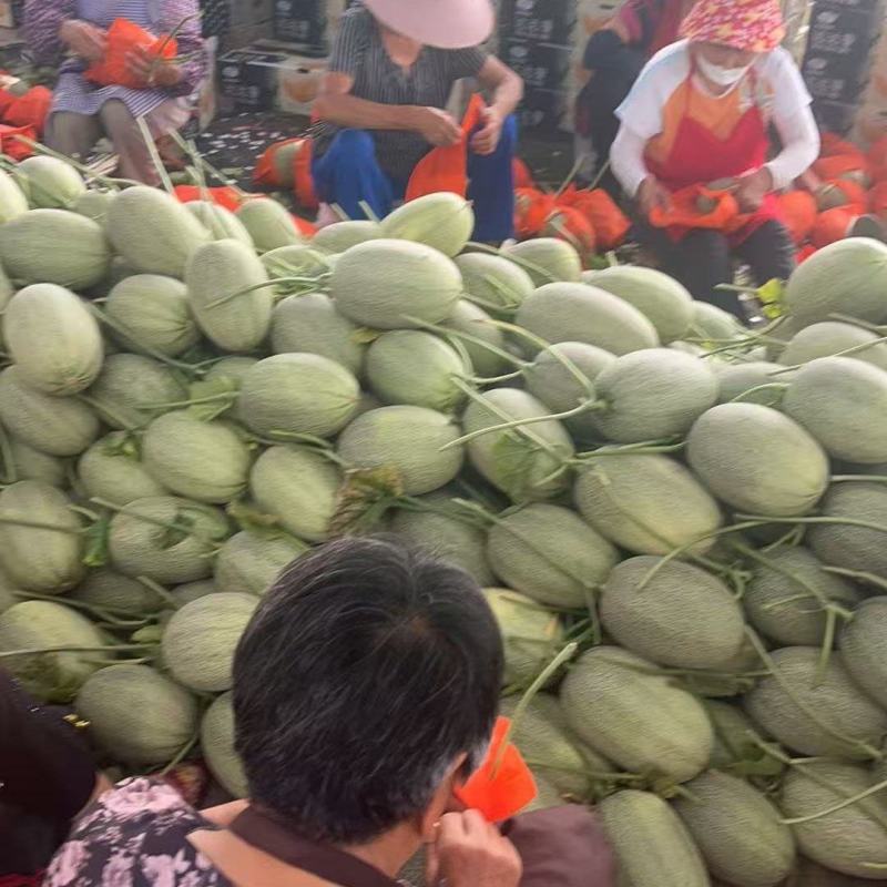 晓蜜哈密瓜