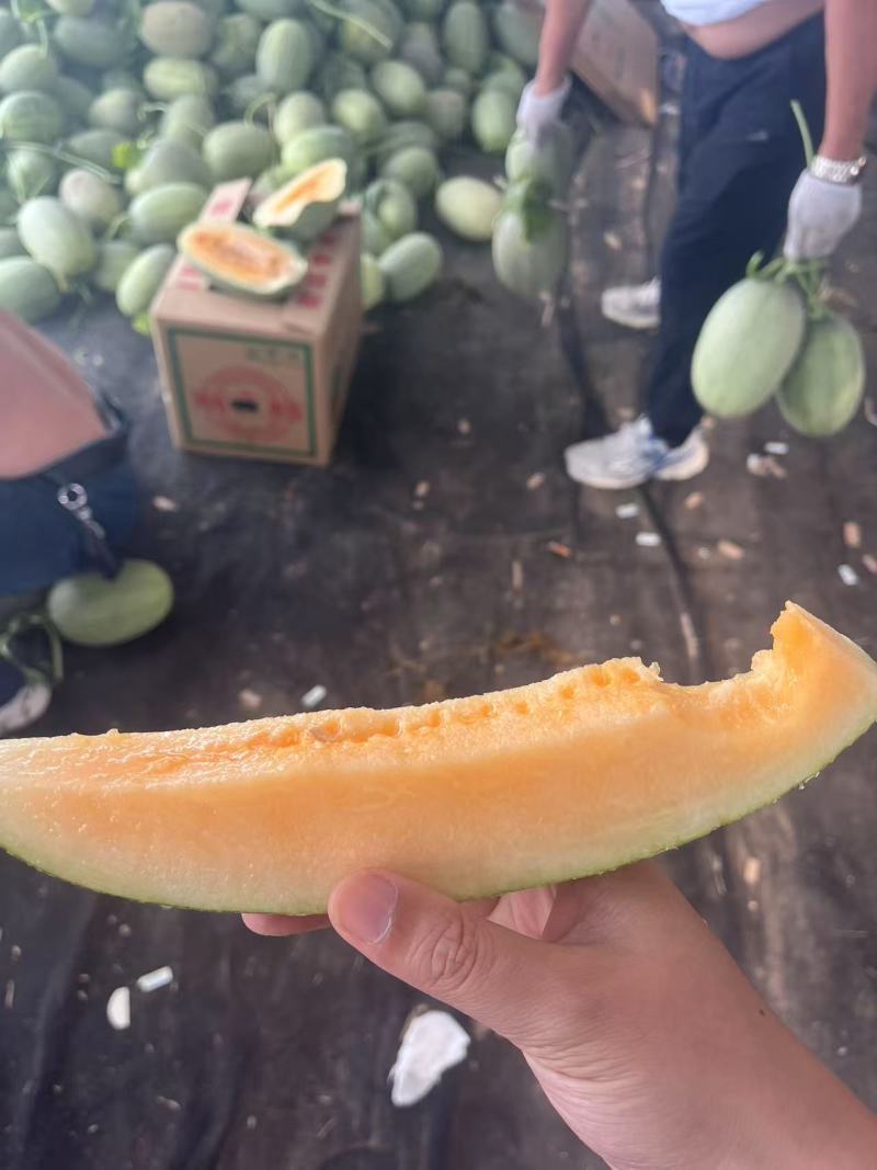 晓蜜哈密瓜