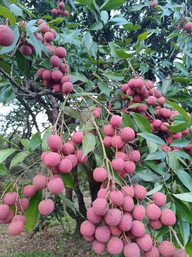 钦州黑叶，大量上市，欢迎全国各地老板们来订购