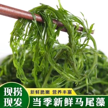 新鲜盐渍马尾藻鞭炮竹碱性海藻海草谷穗龙须菜长寿菜酒店食材