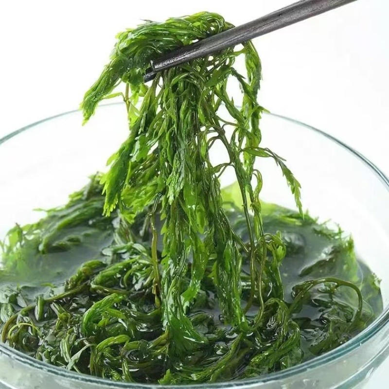 新鲜盐渍马尾藻鞭炮竹碱性海藻海草谷穗龙须菜长寿菜酒店食材