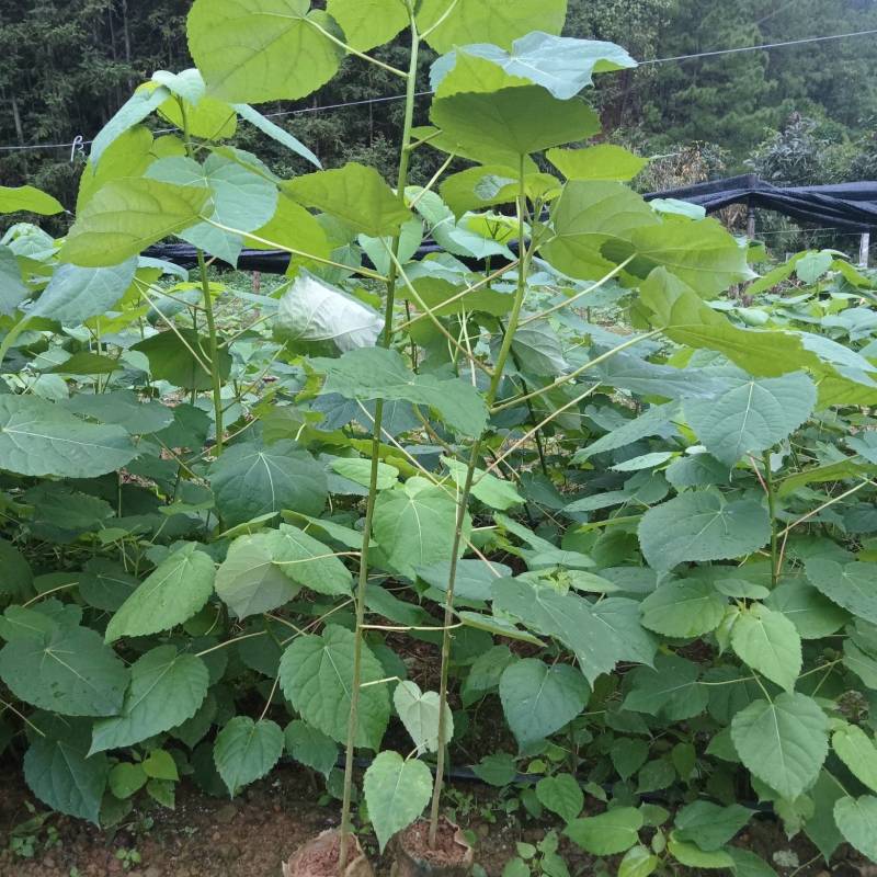 《山桐子苗》贵州基地直发对接全国提供苗木两证一签及发票