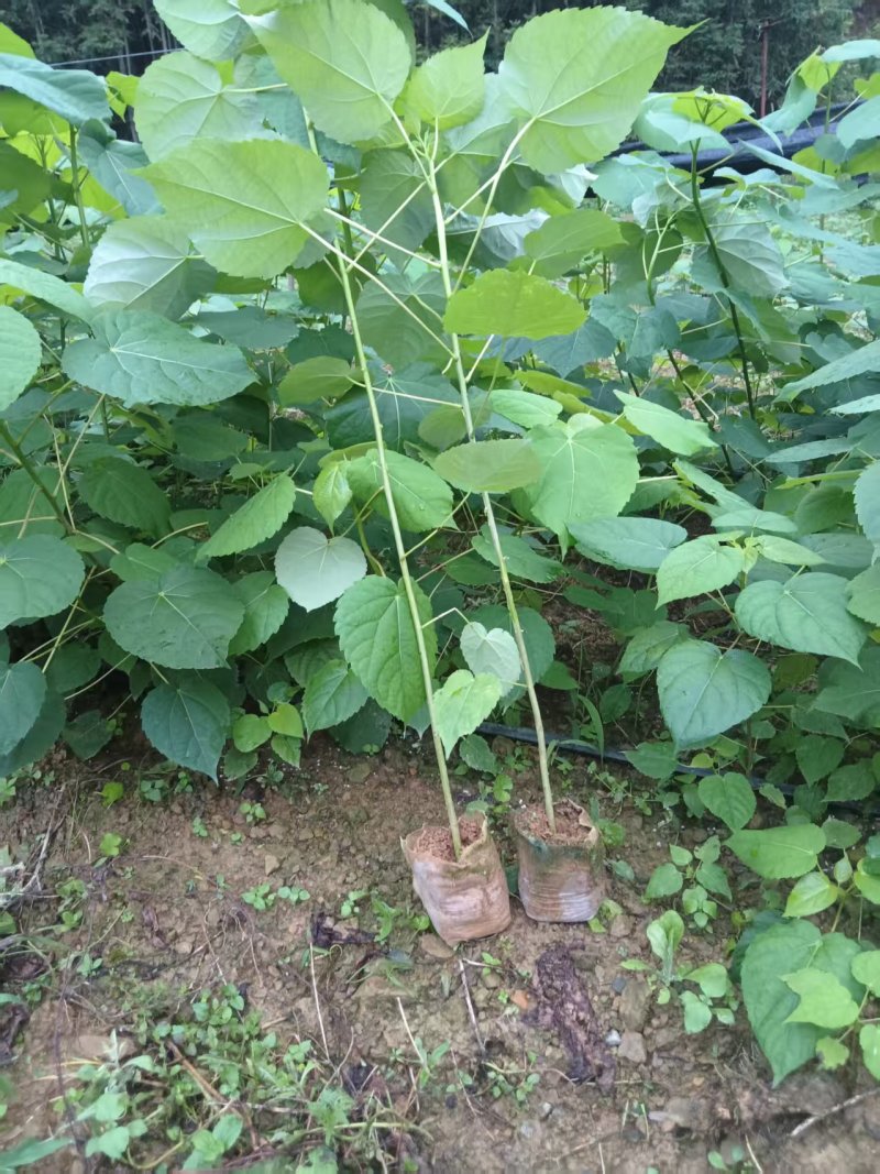 《山桐子苗》贵州基地直发对接全国提供苗木两证一签及发票