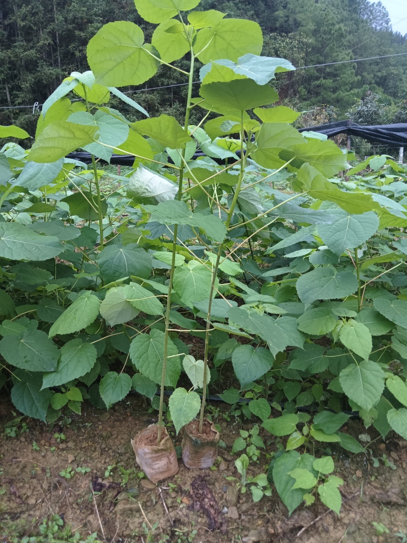 《山桐子苗》贵州基地直发对接全国提供苗木两证一签及发票