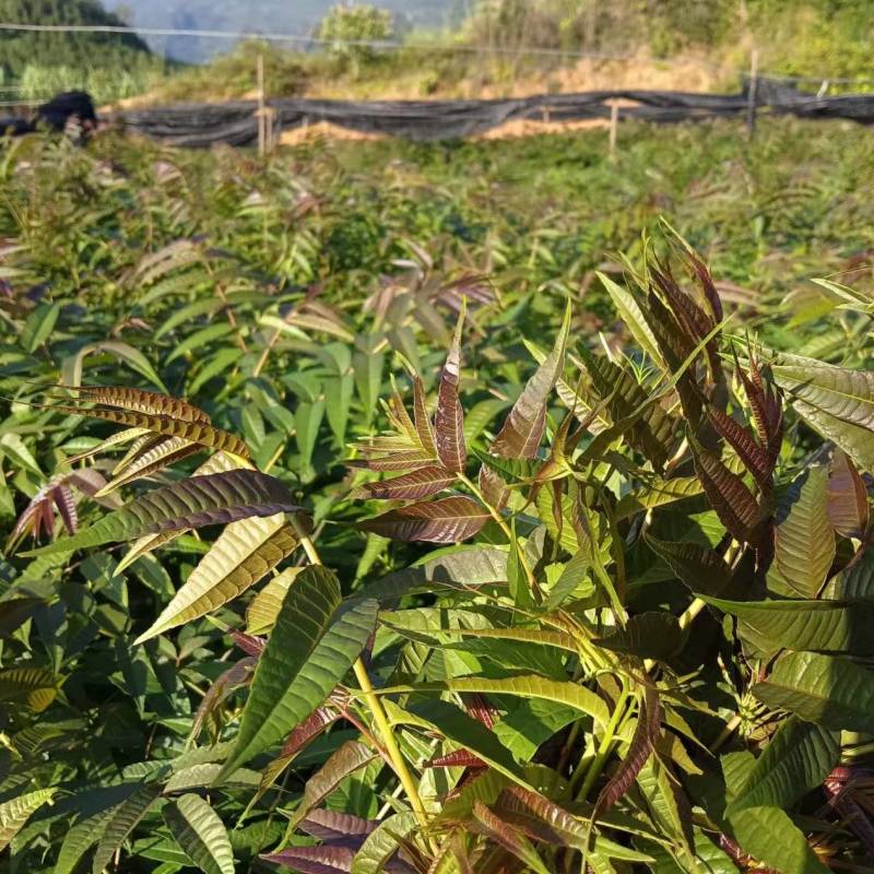 《香椿苗》贵州基地直发对接全国成活率高提供技术指导