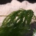 产地直发霞浦盐渍龙须菜凉拌菜海产海藻草海发菜鹿角菜商用
